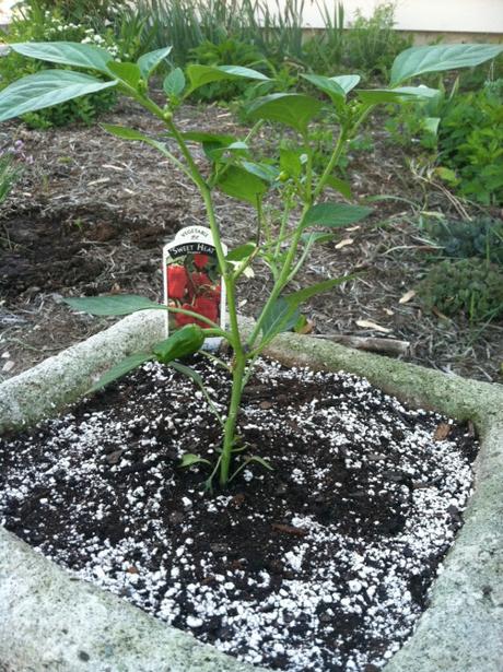 We have some great things growing at the house this year!...