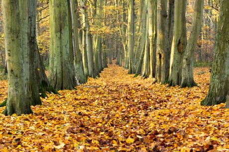 Veteran Hornbeams - Warren Woods, Bedfordshire