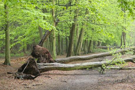 Fallen Hornbeams