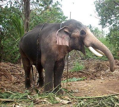 Ustad T24 - the Tiger ... now subject matter of Supreme Court case !!