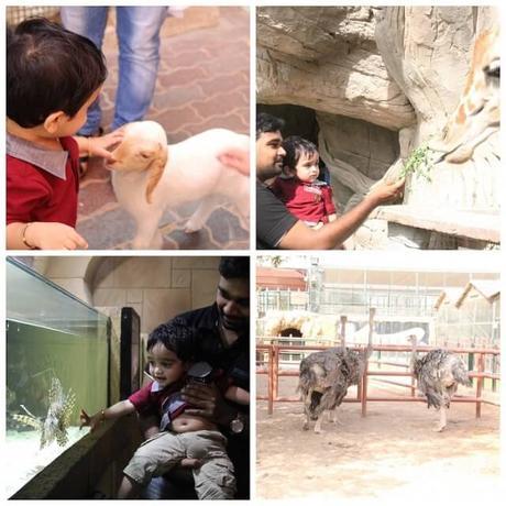 Visit To the Zoo With Your Toddler – 12 Tips That Help