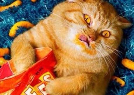 Top 10 Cats Netflix Binge-Watching