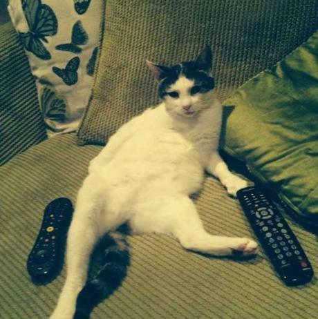 Top 10 Cats Netflix Binge-Watching (Couch Potato Cats)