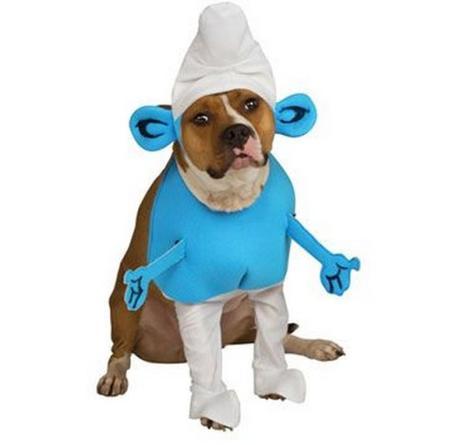 Top 10 Animals in Smurf Costumes and Fancy Dress