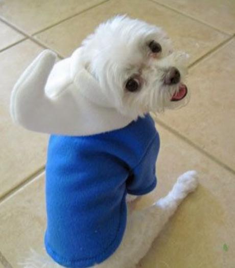 Top 10 Animals in Smurf Costumes and Fancy Dress