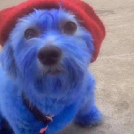 Top 10 Animals in Smurf Costumes and Fancy Dress