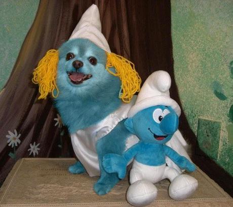 Top 10 Animals in Smurf Costumes and Fancy Dress