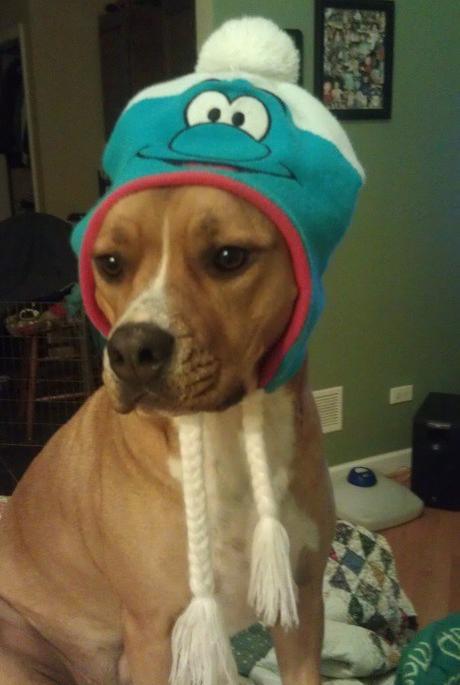 Top 10 Animals in Smurf Costumes and Fancy Dress