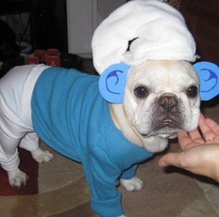 Top 10 Animals in Smurf Costumes and Fancy Dress