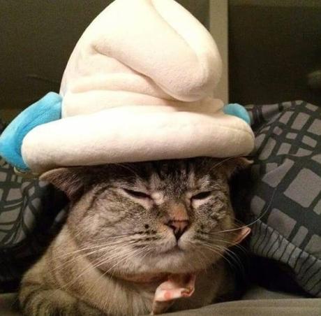 Top 10 Animals in Smurf Costumes and Fancy Dress