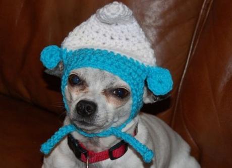 Top 10 Animals in Smurf Costumes and Fancy Dress