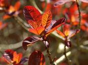 Cotinus Comes Back