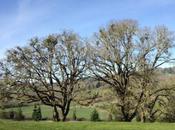 Thread™| iOTA Cellars| Willamette Valley