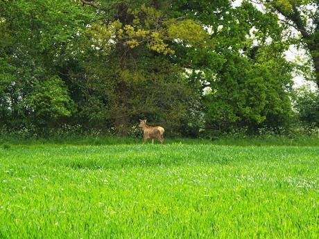 Open Farm Sunday 7 June #OFS15