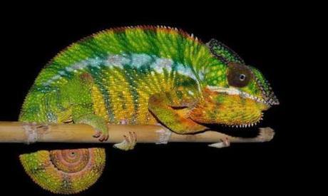 Eleven new species found in Madagascar
