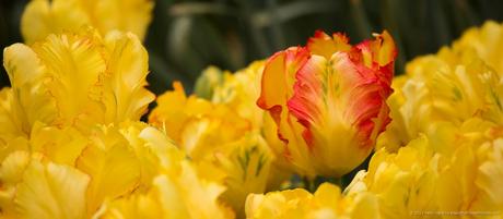 Texas Gold Parrot Tulips © 2015 Patty Hankins