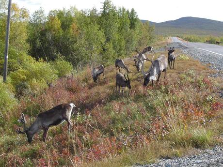 adventure cycling beside reindeer in Finland