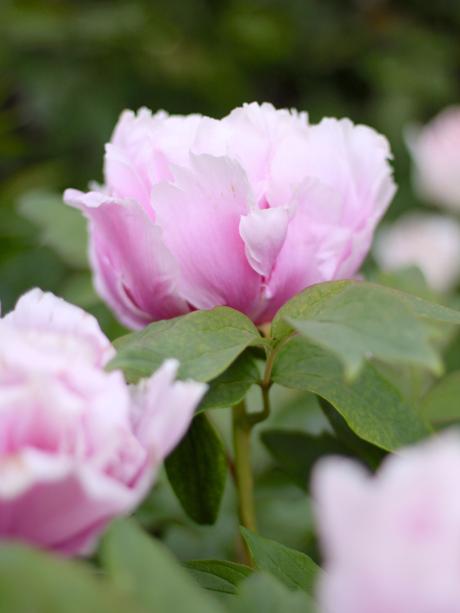 Pink-Tree-Peony