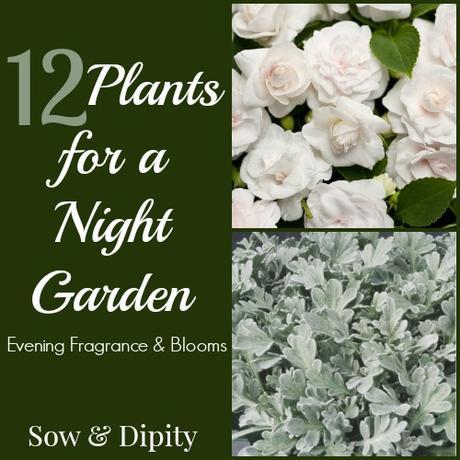 12 Night Garden Plants