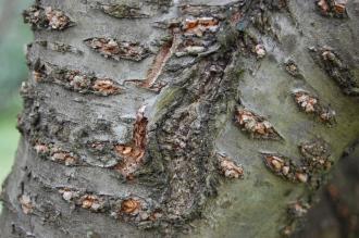 Prunus speciosa Bark (04/04/2015, Kyoto Botanic Gardens, Kyoto)