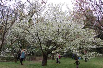 Prunus speciosa (04/04/2015, Kyoto Botanic Gardens, Kyoto)