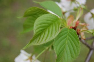 Prunus speciosa Leaf (04/04/2015, Kyoto Botanic Gardens, Kyoto)