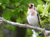 About Goldfinches
