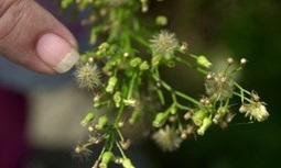 Global warming could spread US ragweed to UK, causing misery for hayfever sufferers