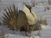 Sen. Bennet Leads Charge Sage-grouse Conservation Funding
