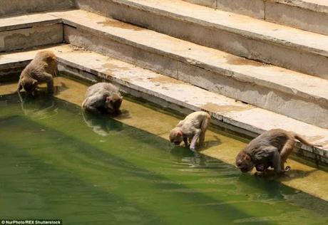 heat wave sweeping across India ~ killing more than a thousand !!!