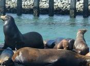 Unique Tours Around Monterey Peninsula!