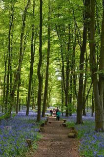 The Coton Bluebells