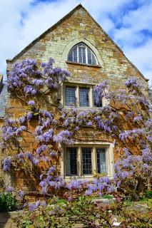 The Coton Bluebells