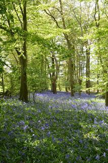 The Coton Bluebells
