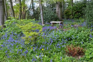 The Coton Bluebells