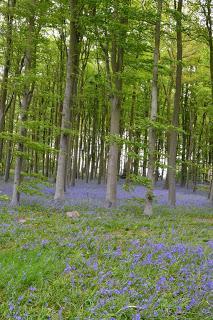 The Coton Bluebells