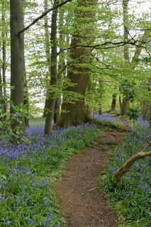 The Coton Bluebells