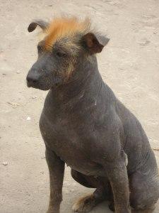 The Peruvian Inca Orchid a/k/a Peruvian Hairless Dog