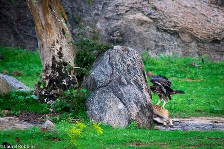 Vulture feeding on a deer carcass in Yala, Sri Lanka. 