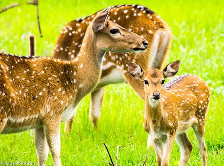 Sri Lankan axis deer is an endemic wildlife species to Sri Lanka.  I spotted these ones in Yala.