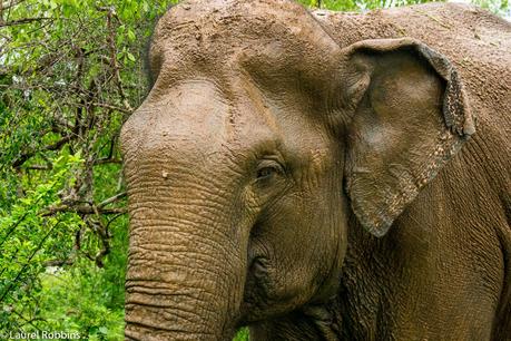 elephants in Sri Lanka