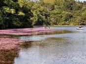 Pookode Lake, Wayanad