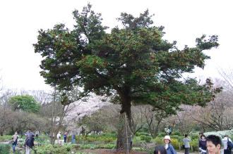 Keteleeria davidiana (04/04/2015, Kyoto Botanic Garden, Kyoto, Japan)