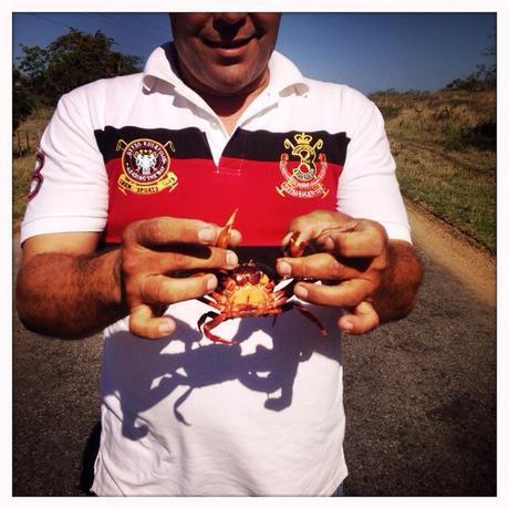 Our slightly insane taxi driver posing with one of the thousands of red crabs crawling across the freeway to Trinidad