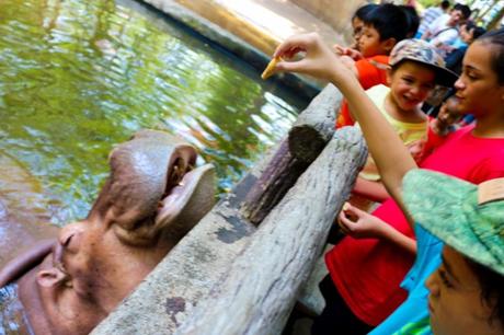 Visiting the Chiang Mai Zoo with Kids