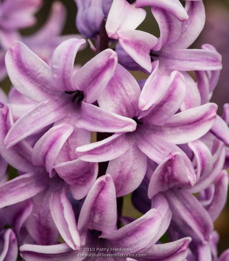 Purple Hyacinth © 2013 Patty Hankins