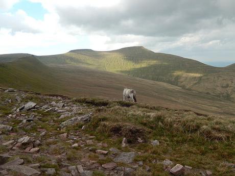 Brecons Beaten