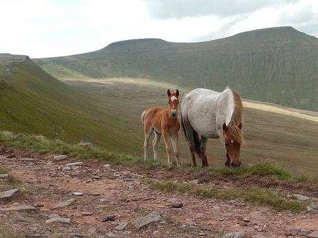 Brecons Beaten