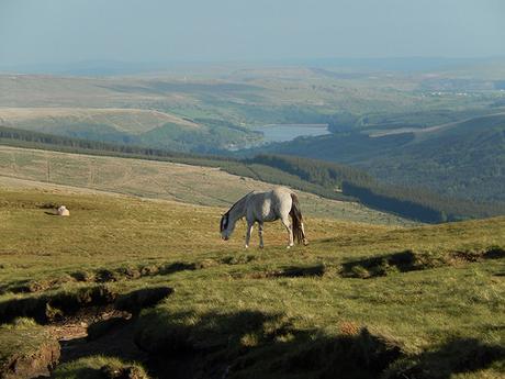 Brecons Beaten