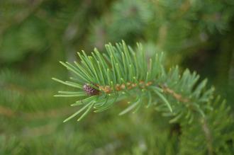 Picea torano Leaf (04/04/2015, Kyoto Botanic Gardens, Kyoto, Japan)